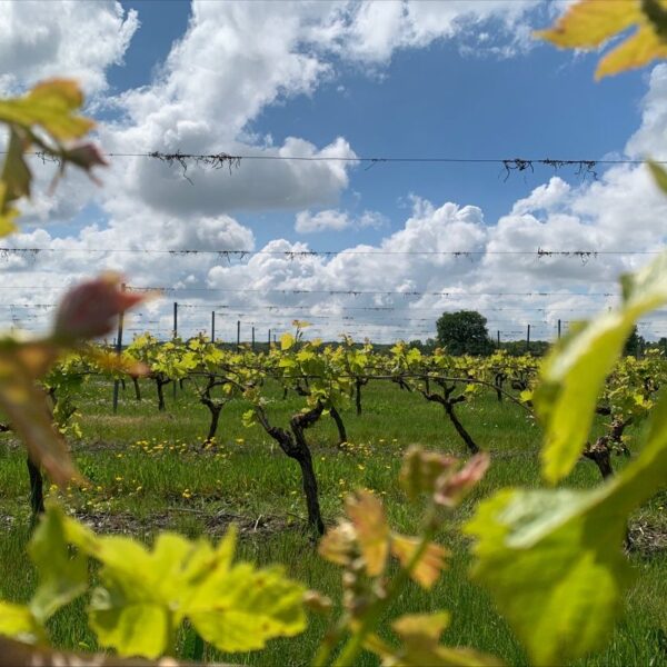 Domaine Du Clos de Lassay